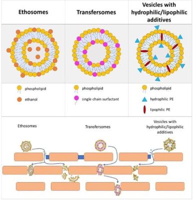  Phospholipid Nanocarriers: En Revolutionerande Teknik För Läkemedelstransport och Bioimaging!